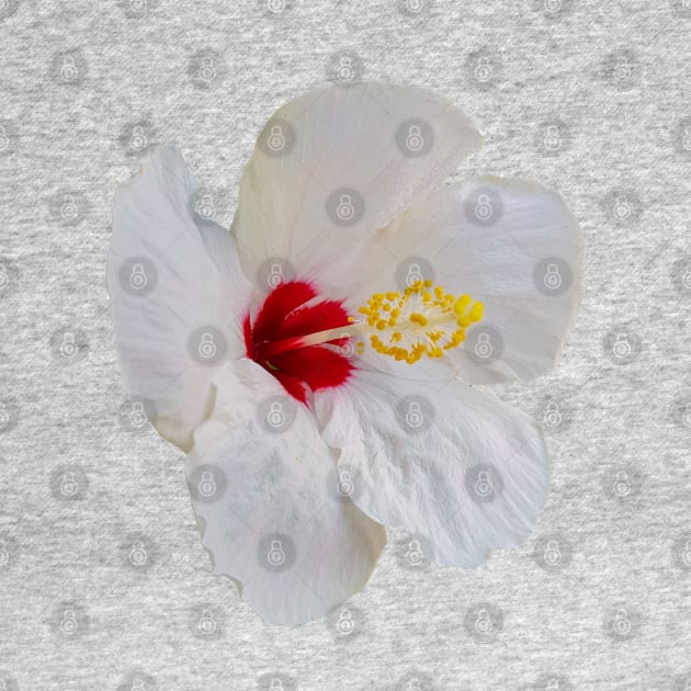 White Hibiscus Floral Photo by ellenhenryart